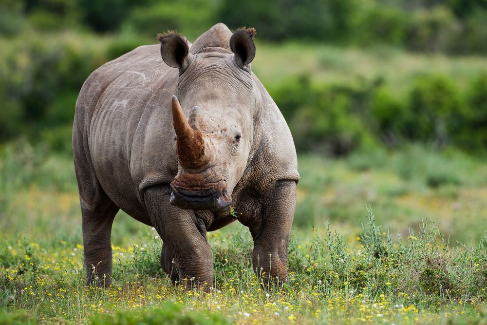 Leveraging AI to Prevent Poaching