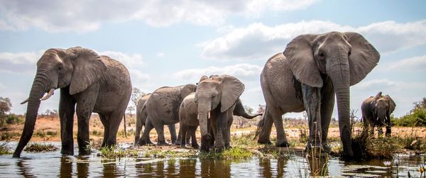 Leveraging AI to Prevent Poaching